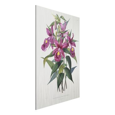 Aluminium Dibond schilderijen Maxim Gauci - Orchid I