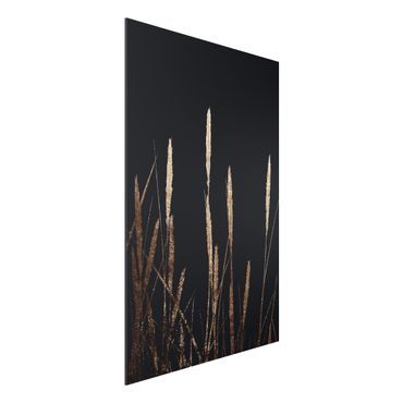Aluminium Dibond schilderijen Graphical Plant World - Golden Reed