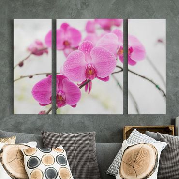 Canvas schilderijen - 3-delig Close-Up Orchid