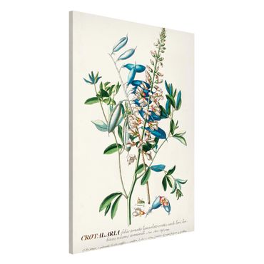 Magneetborden Vintage Botanical Illustration Legumes