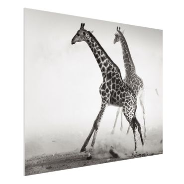 Forex schilderijen Giraffe Hunt