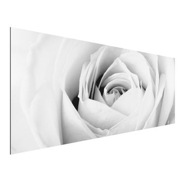 Aluminium Dibond schilderijen Close Up Rose