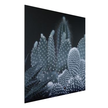Aluminium Dibond schilderijen Familiy Of Cacti At Night