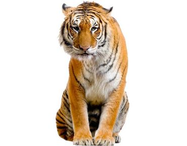 Raamstickers Sitzender Tiger