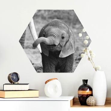 Hexagons Aluminium Dibond schilderijen Baby Elephant