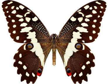 Raamstickers Nymphalidae In Earth Tones