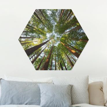 Hexagons Aluminium Dibond schilderijen Sequoia Tree Tops
