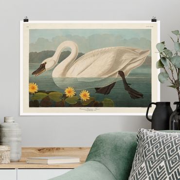 Posters Vintage Board American Swan