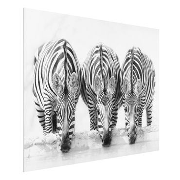 Forex schilderijen Zebra Trio In Black And White