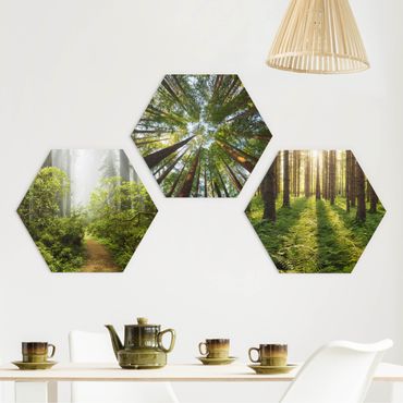 Hexagons Forex schilderijen - 3-delig Forest Trio