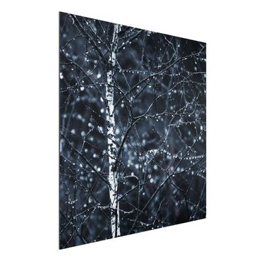 Aluminium Dibond schilderijen Dark Birch Tree In Cold Rain