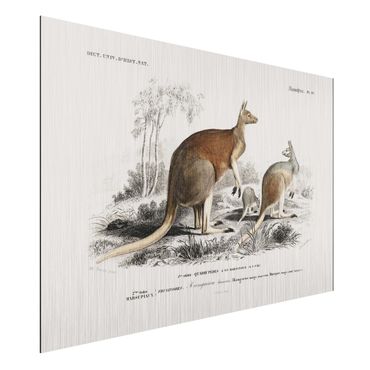 Aluminium Dibond schilderijen Vintage Board Kangaroo