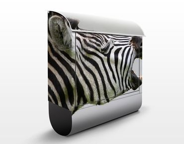 Brievenbussen Roaring Zebra