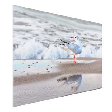 Forex schilderijen Seagull On The Beach In Front Of The Sea
