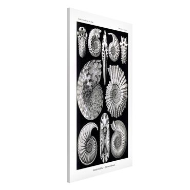Magneetborden Vintage Board Fossils Black And White