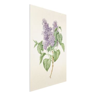 Forex schilderijen Maria Geertruyd Barber-Snabilie - Lilac