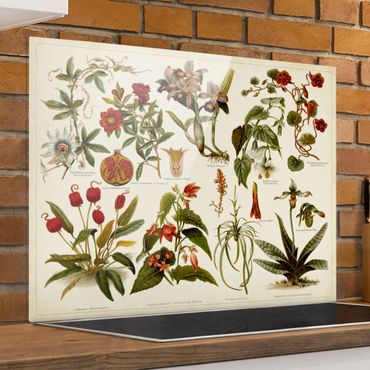 Spatscherm keuken Vintage Board Tropical Botany II
