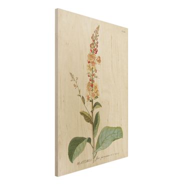 Houten schilderijen Vintage Botanical Illustration Mullein