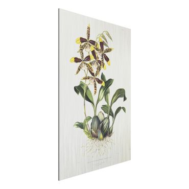 Aluminium Dibond schilderijen Maxim Gauci - Orchid II