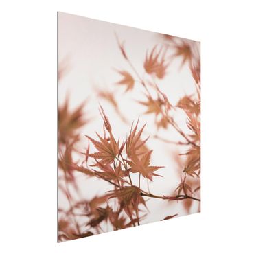 Aluminium Dibond schilderijen Maple Leaf In Autumn Sun