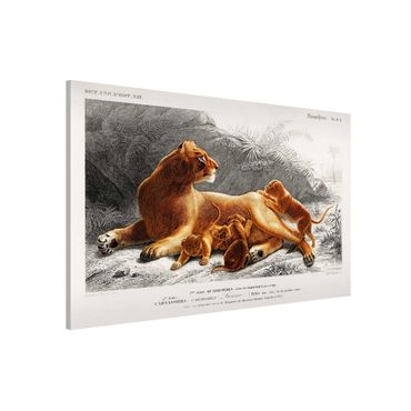 Magneetborden Vintage Board Lioness And Lion Cubs