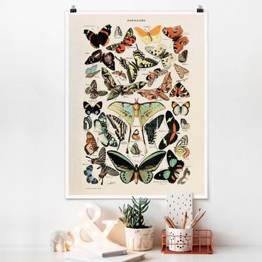 Posters Vintage Board Butterflies And Moths