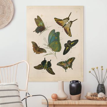 Canvas schilderijen Vintage Illustration Exotic Butterflies