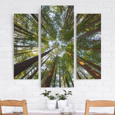 Canvas schilderijen - 3-delig Sequoia Tree Tops