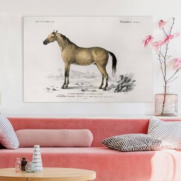 Canvas schilderijen Vintage Board Horse