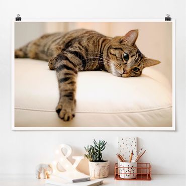 Posters Cat Chill Out