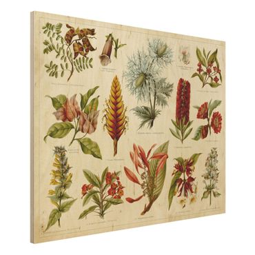 Houten schilderijen Vintage Board Tropical Botany I