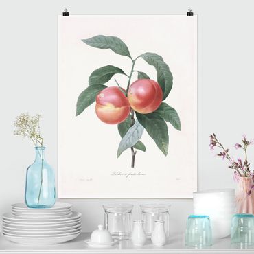 Posters Botany Vintage Illustration Peach