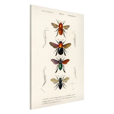 Magneetborden Vintage Board Insects