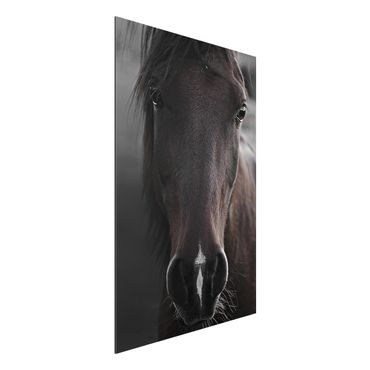Aluminium Dibond schilderijen Dark Horse