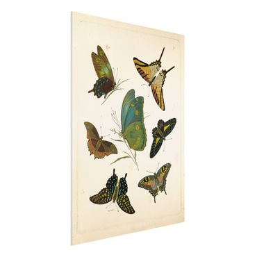 Forex schilderijen Vintage Illustration Exotic Butterflies