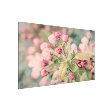 Magneetborden Apple Blossom Bokeh Light Pink
