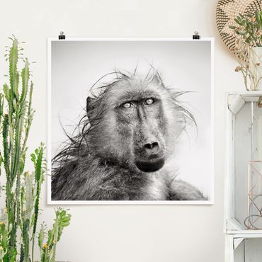 Posters Crying Baboon