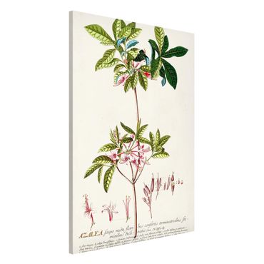 Magneetborden Vintage Botanical Illustration Azalea