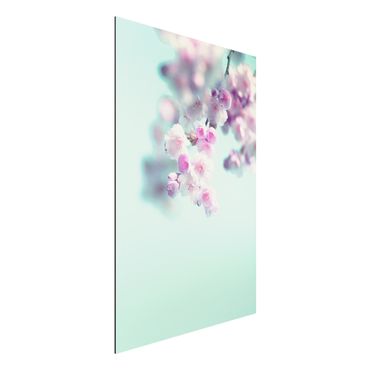Aluminium Dibond schilderijen Colourful Cherry Blossoms