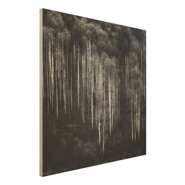 Houten schilderijen Birch Forest In Aspen