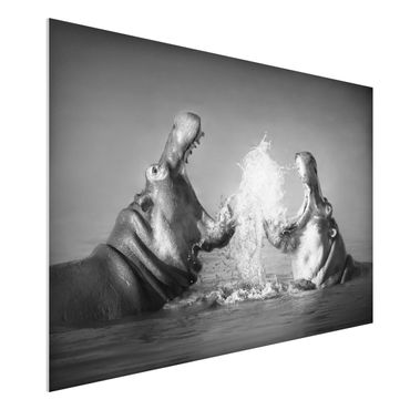 Forex schilderijen Hippo Fight