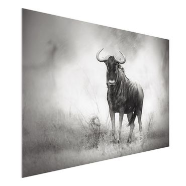 Forex schilderijen Staring Wildebeest