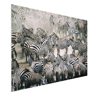 Forex schilderijen Zebra Herd