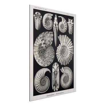 Aluminium Dibond schilderijen Vintage Board Fossils Black And White