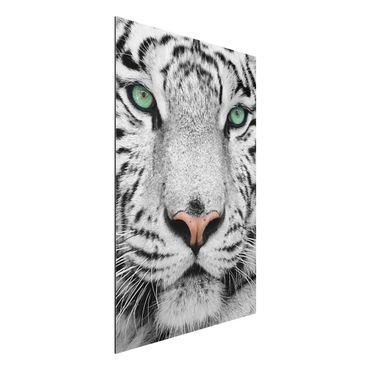 Aluminium Dibond schilderijen White Tiger