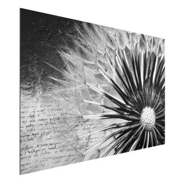 Aluminium Dibond schilderijen Dandelion Black & White