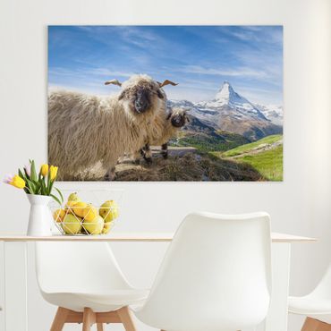 Canvas schilderijen Blacknose Sheep Of Zermatt