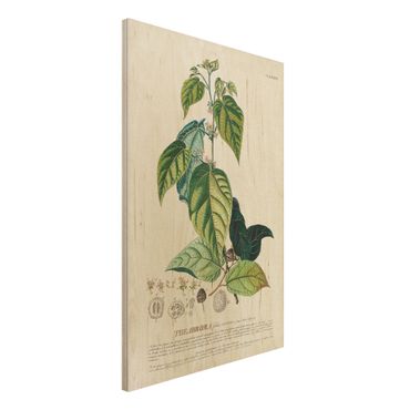 Houten schilderijen Vintage Botanical Illustration Cocoa