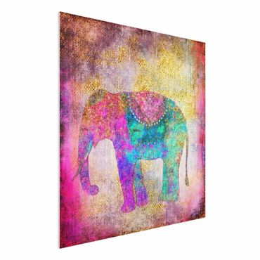 Forex schilderijen Colourful Collage - Indian Elephant