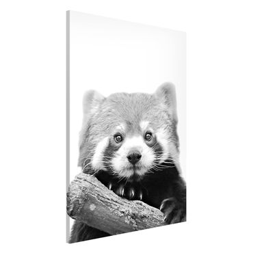 Magneetborden Red Panda In Black And White